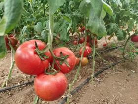 上海市浦东御桥批发市场最诚信经销户:尹国锋,周晓倩