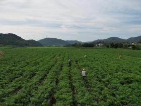 安徽东至张溪镇:辣椒丰收产业兴