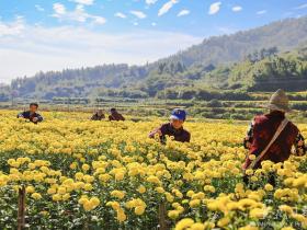 安徽歙县:大地“流金” 菊花飘香