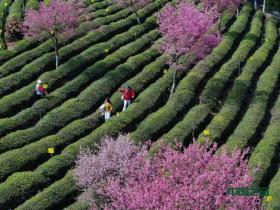 安徽黄山徽州区:樱花灿若烟霞点缀茶园间