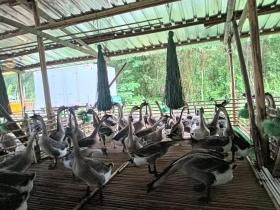 走进马冈镇,走近马冈鹅