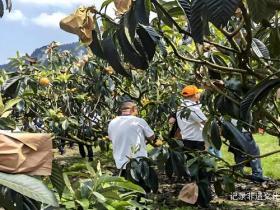 古法养生新选择!贵州蒸耀带你体验清代宫廷人参枇杷膏