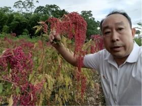 两岸农业融合结硕果:台湾红藜与乐昌大米酿出“谷物红宝石”米粉新亮点